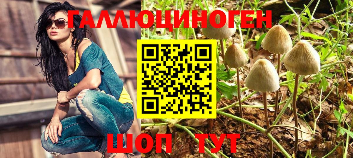Псилоцибиновые грибы Psilocybe  Вход с VPN  Бутурлиновка 